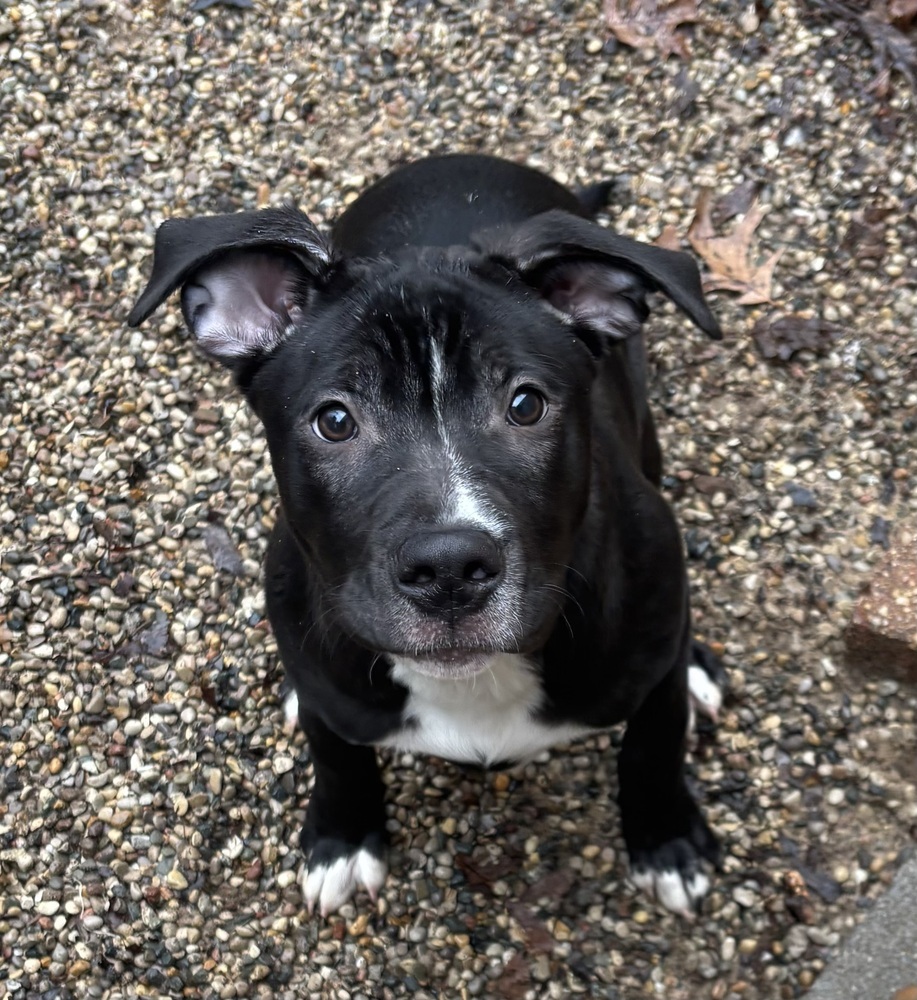 Oakley