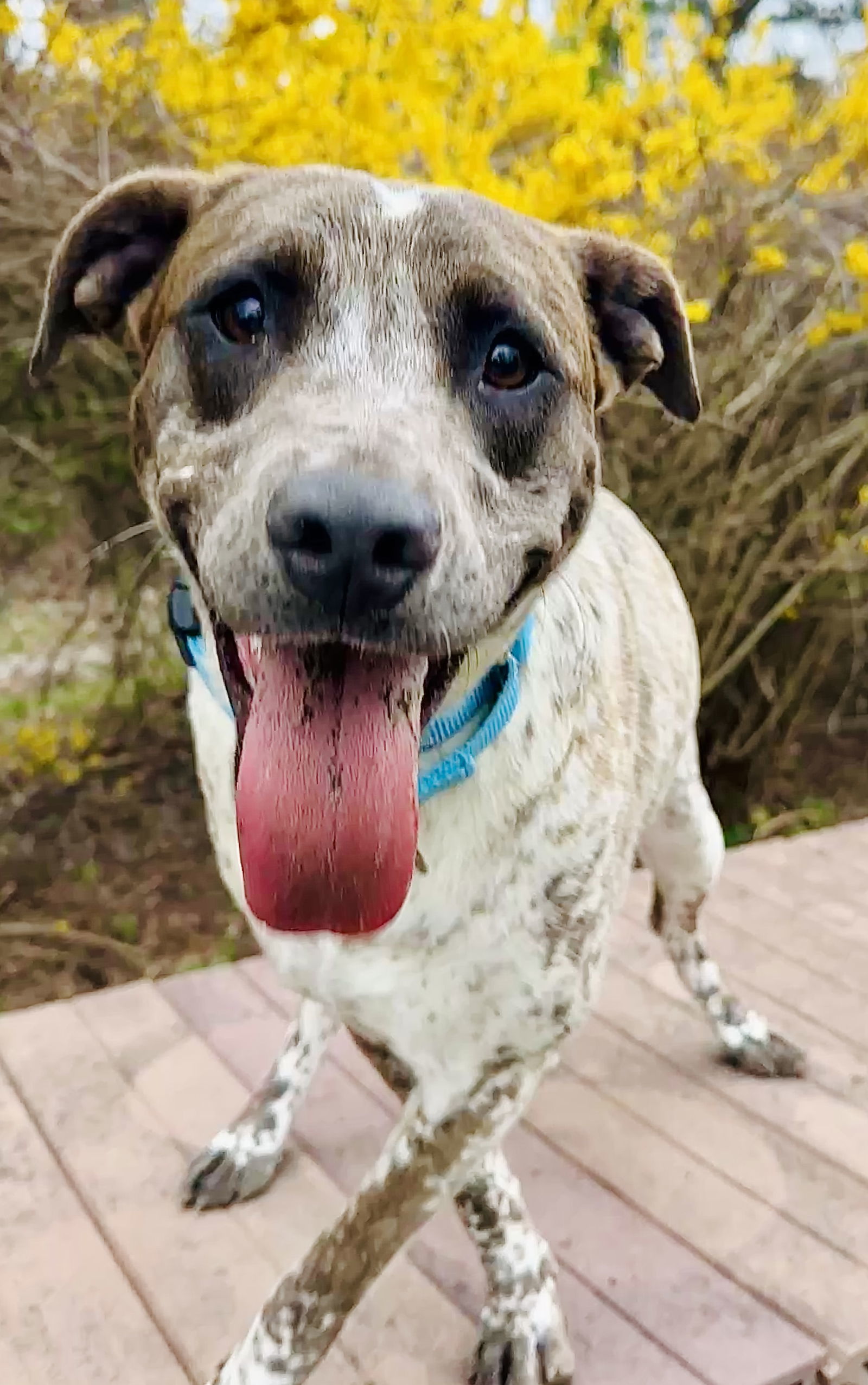 Pip