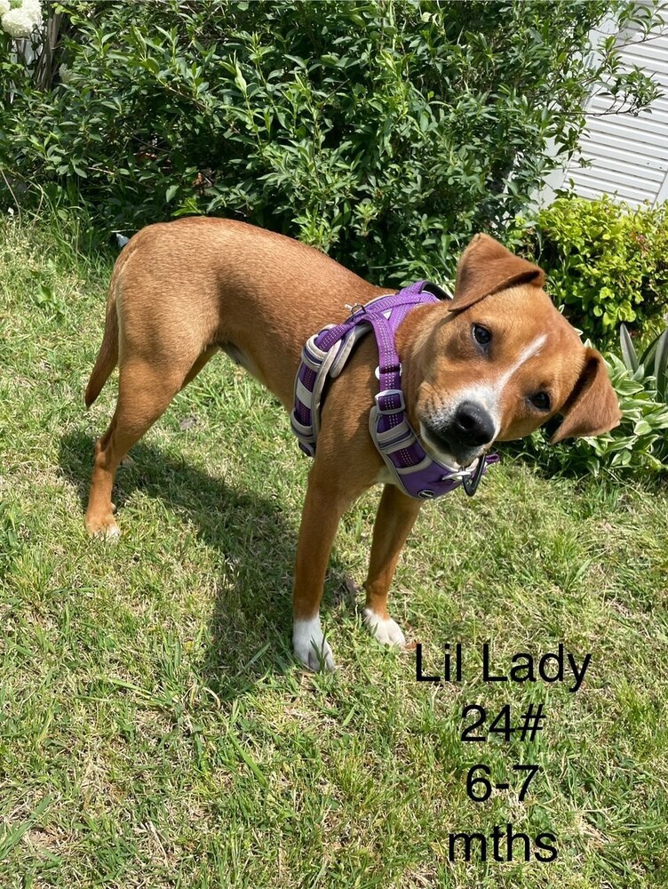 Lil Lady - 3 church ladies