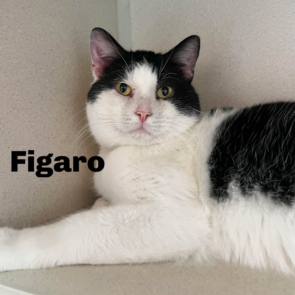 Figaro 250126, an adoptable Domestic Short Hair in Escanaba, MI, 49829 | Photo Image 1