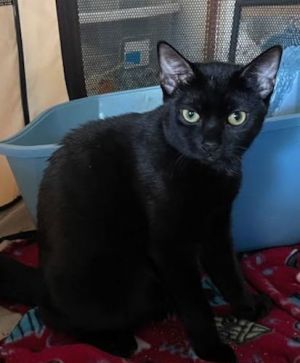 Ruby - Petsmart Plantation, Young Female unknown