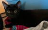 Ruby - Petsmart Plantation photo 2