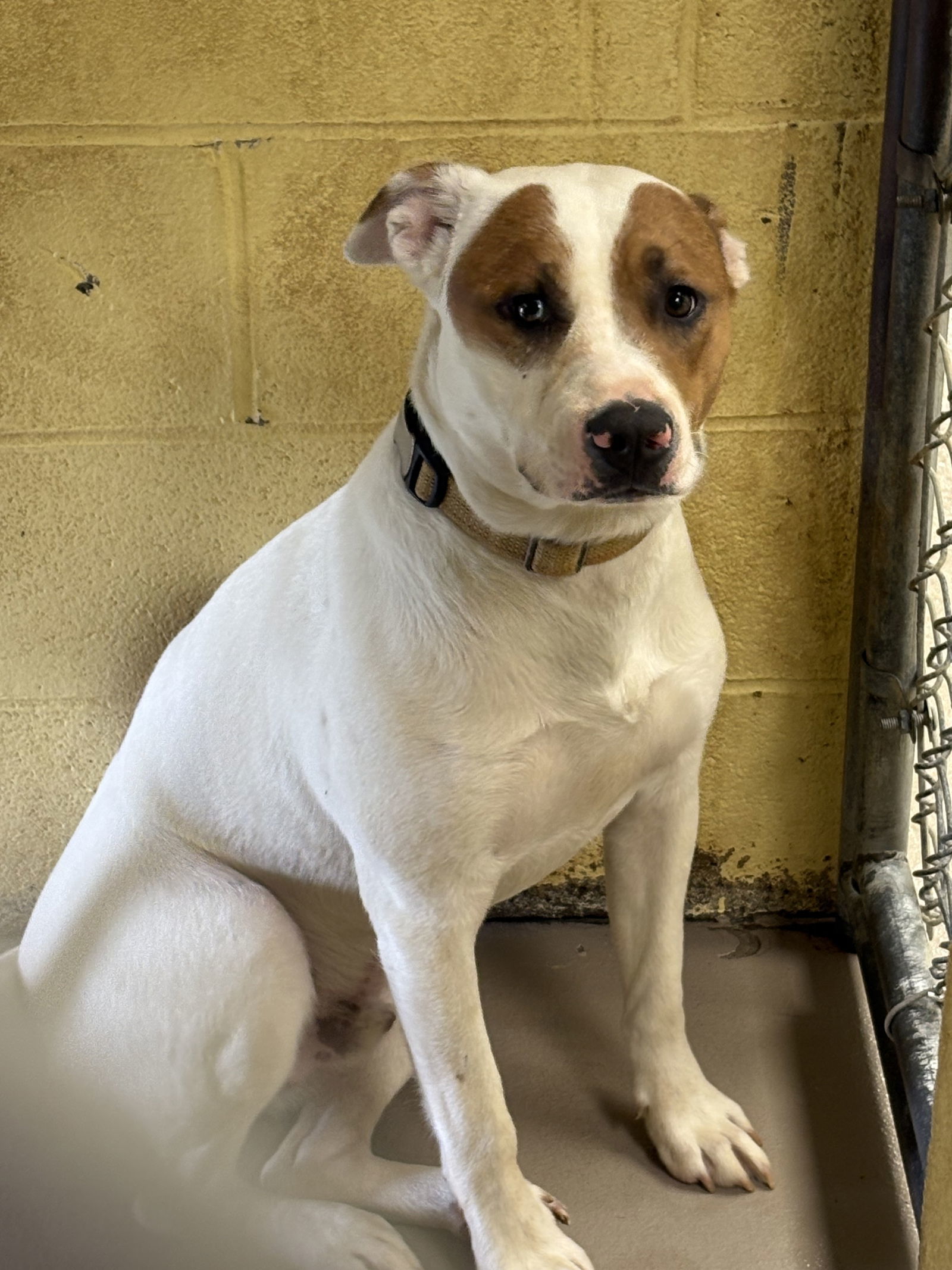 DUNKIN (Neutered!)