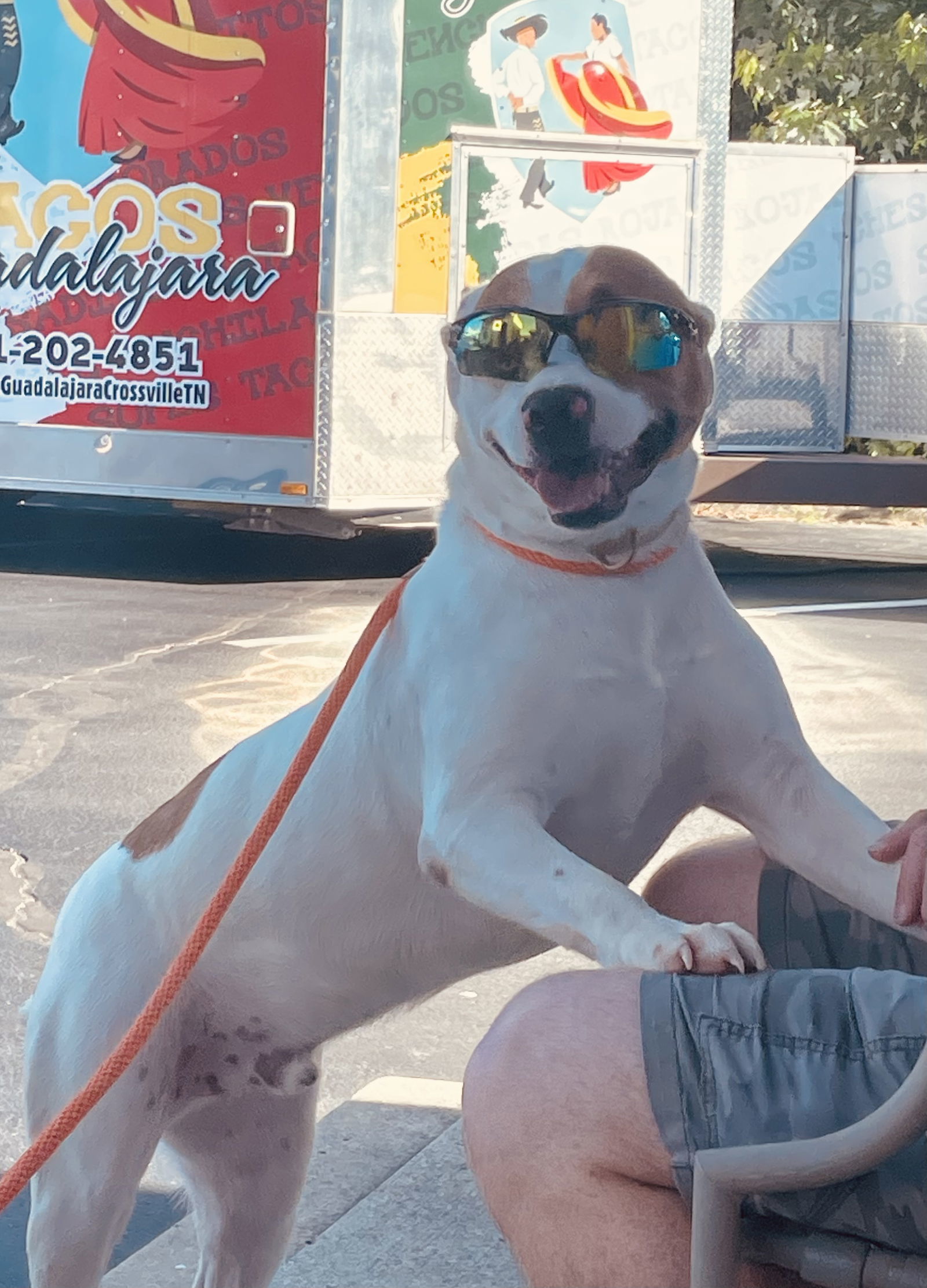 DUNKIN (Neutered!)