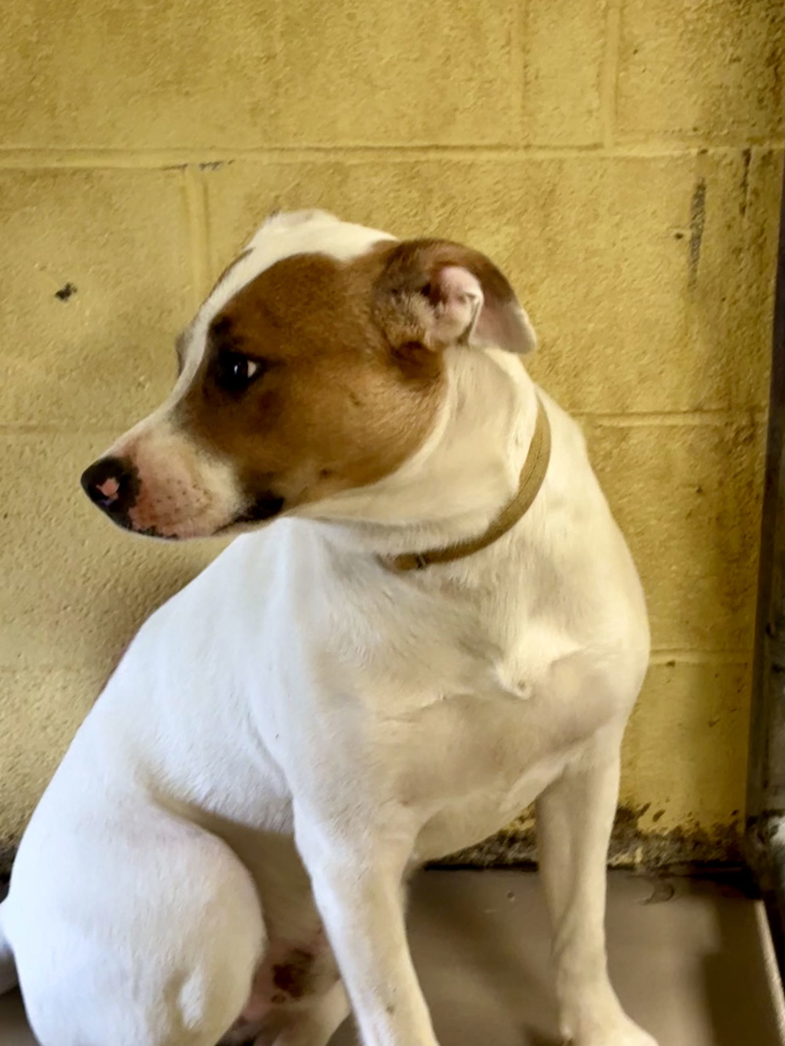 DUNKIN (Neutered!)