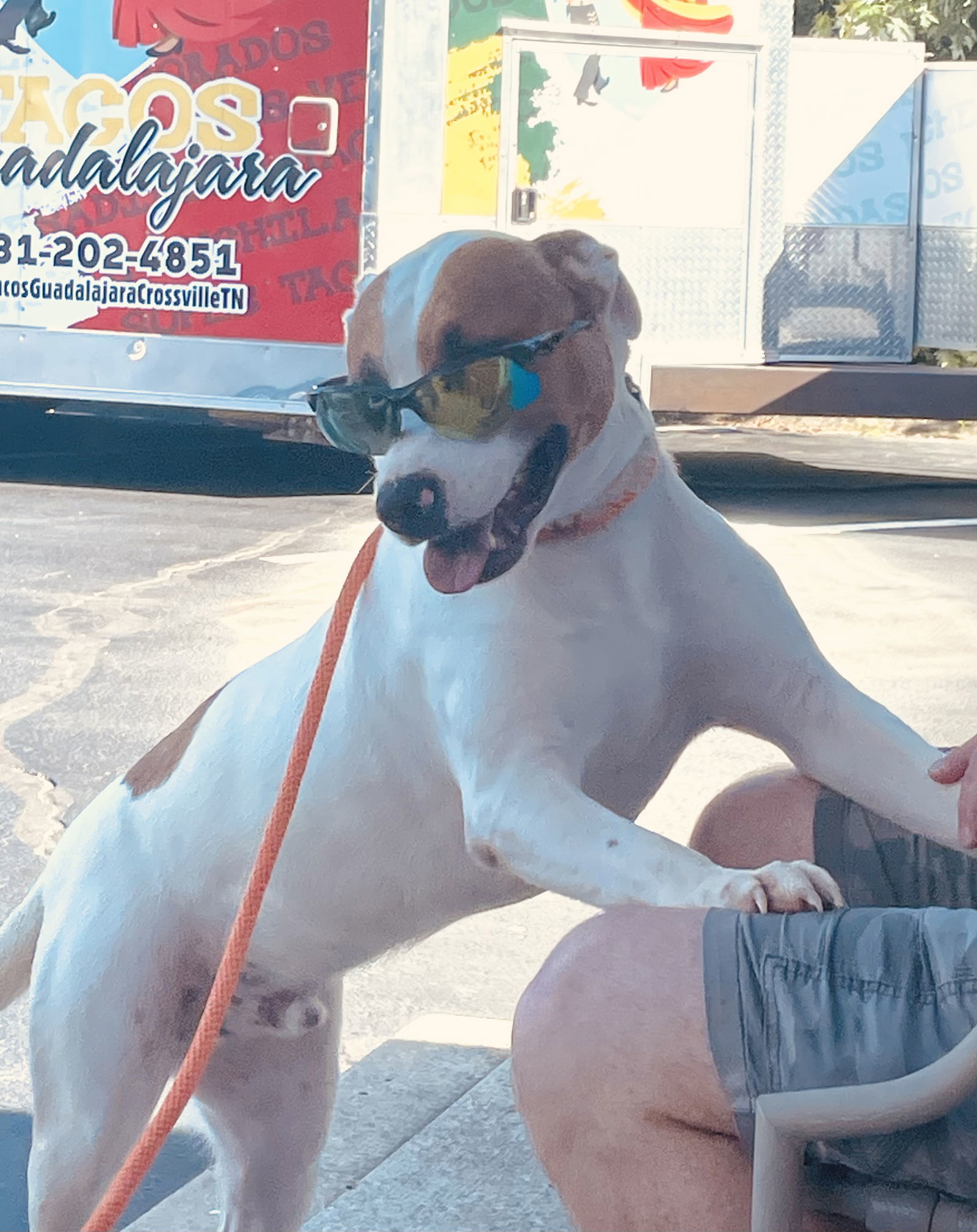 DUNKIN (Neutered!)