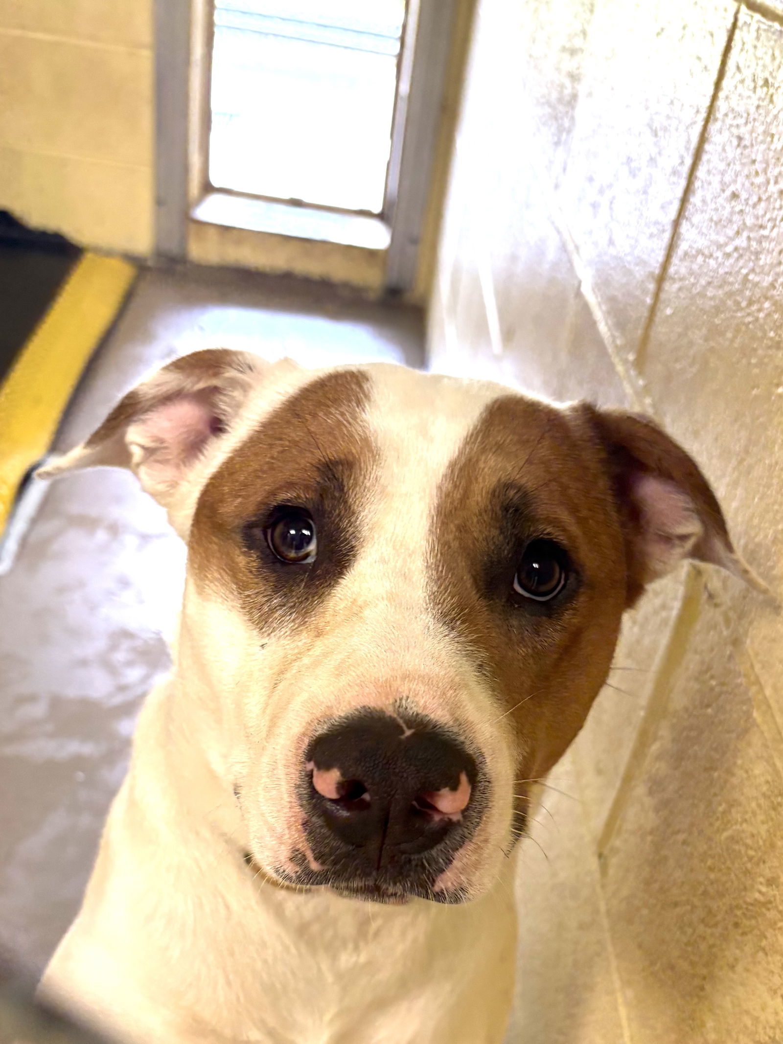 DUNKIN (Neutered!)