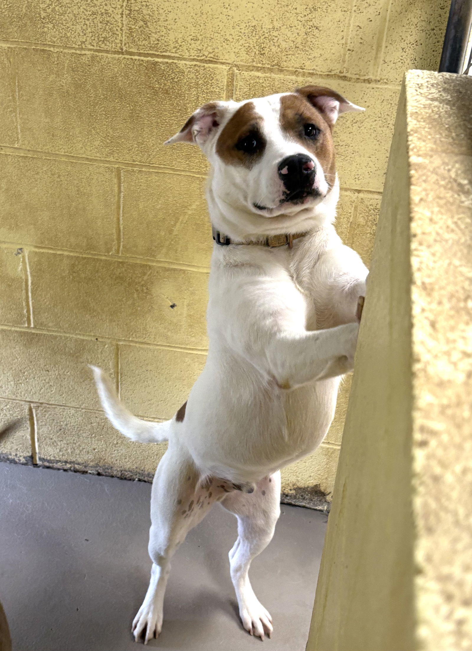 DUNKIN (Neutered!)