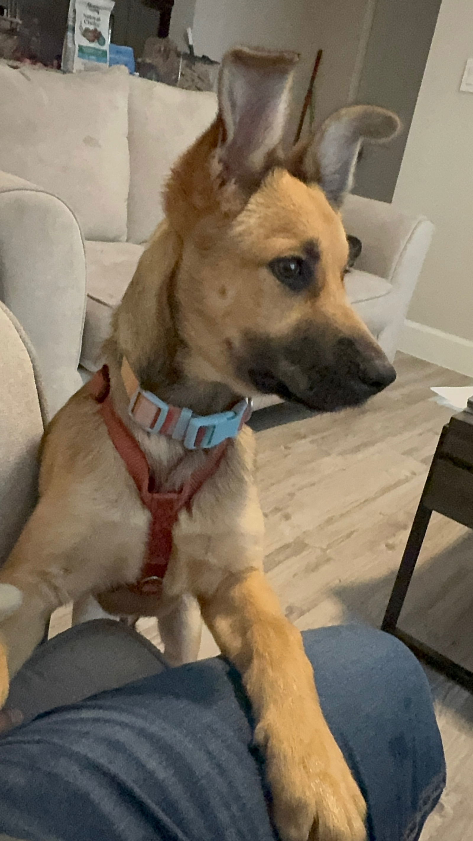 Sophie