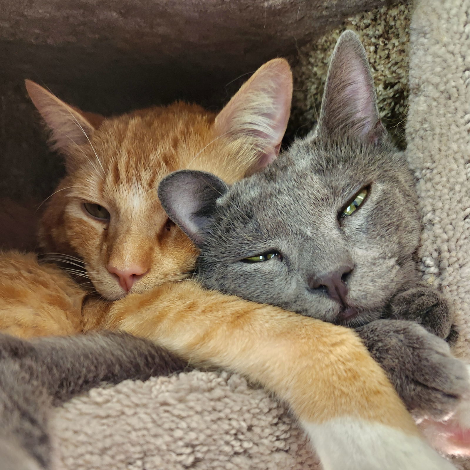 Gizmo(Bonded with Fanta)