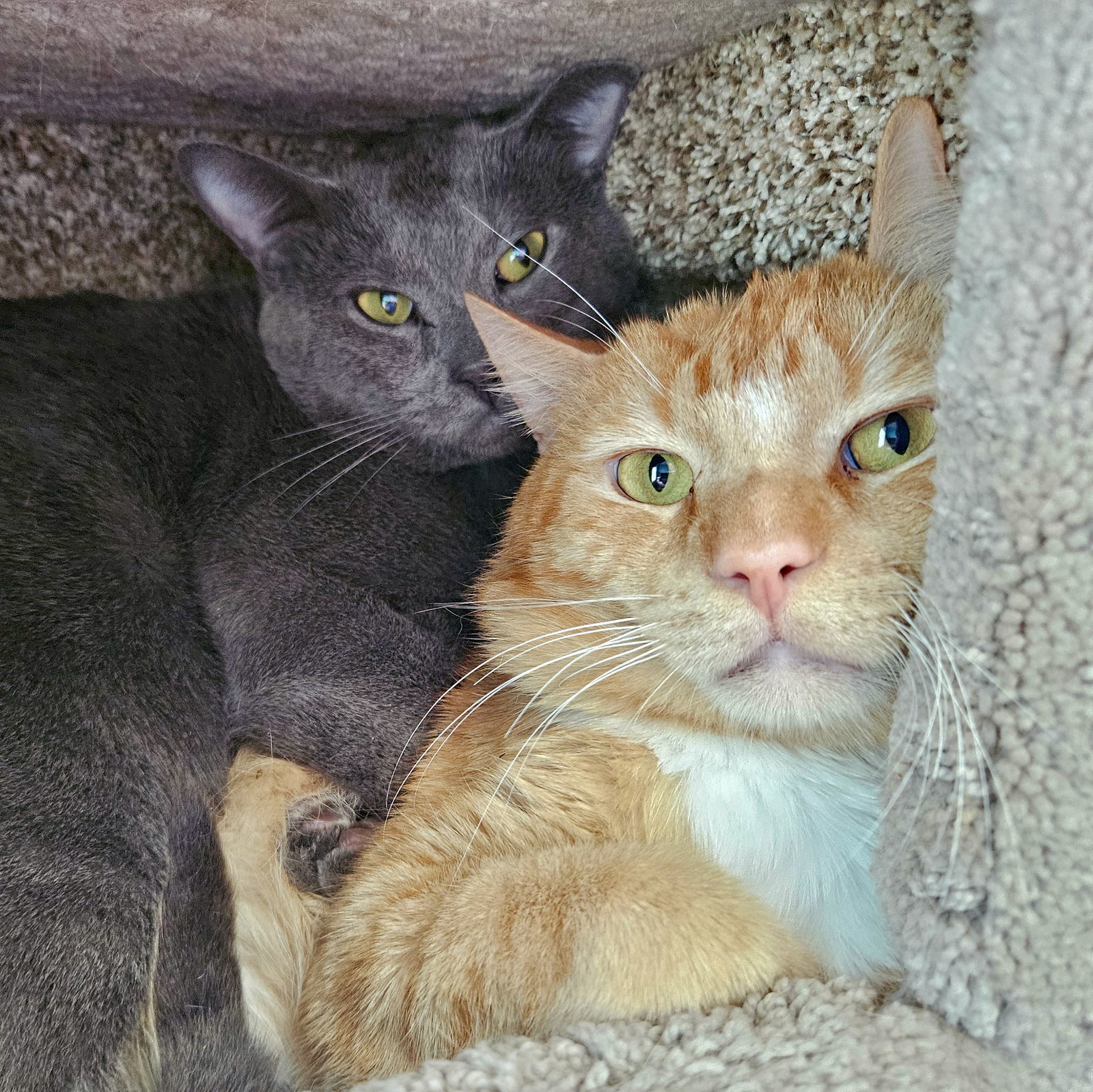 Gizmo(Bonded with Fanta)
