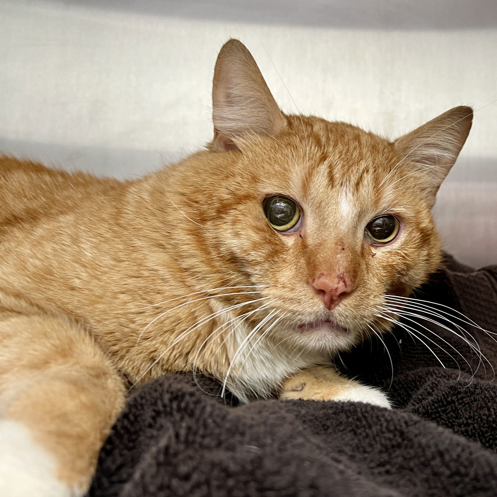 Fanta(Bonded with Gizmo)