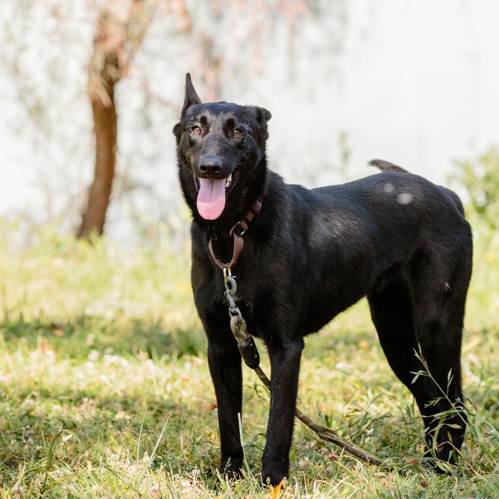 Zuri