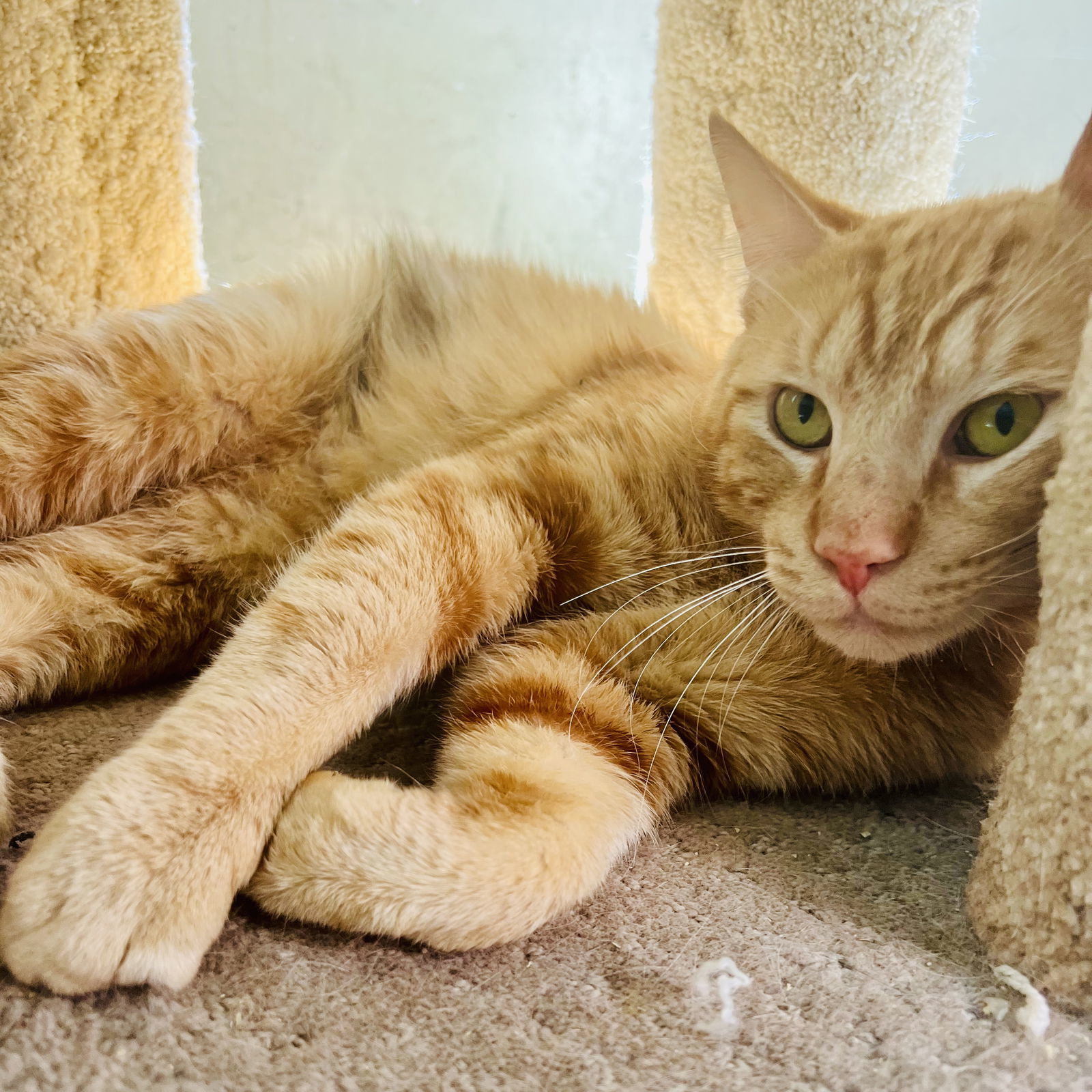 Stripe(Bonded with Monster Truck)
