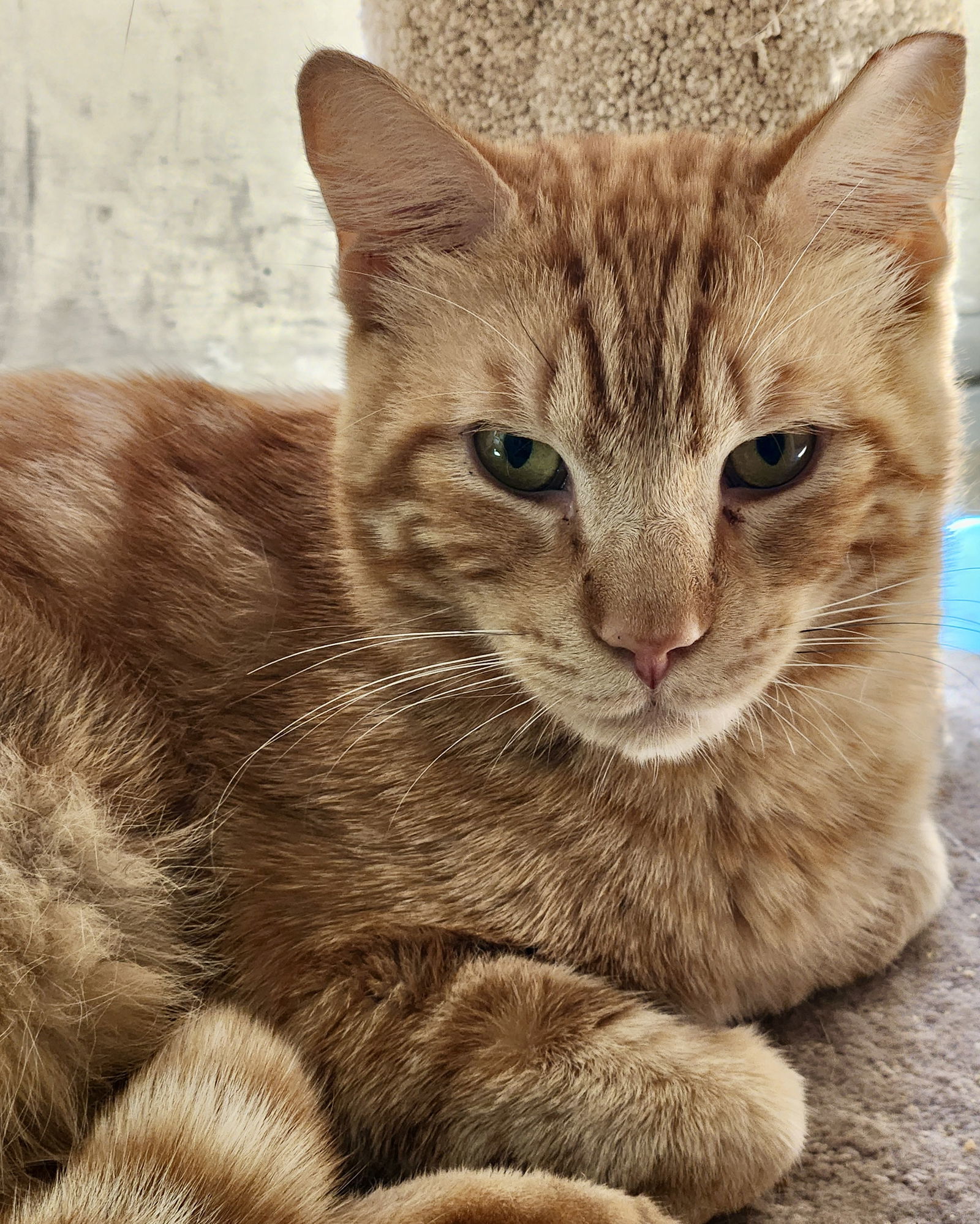 Stripe(Bonded with Monster Truck)