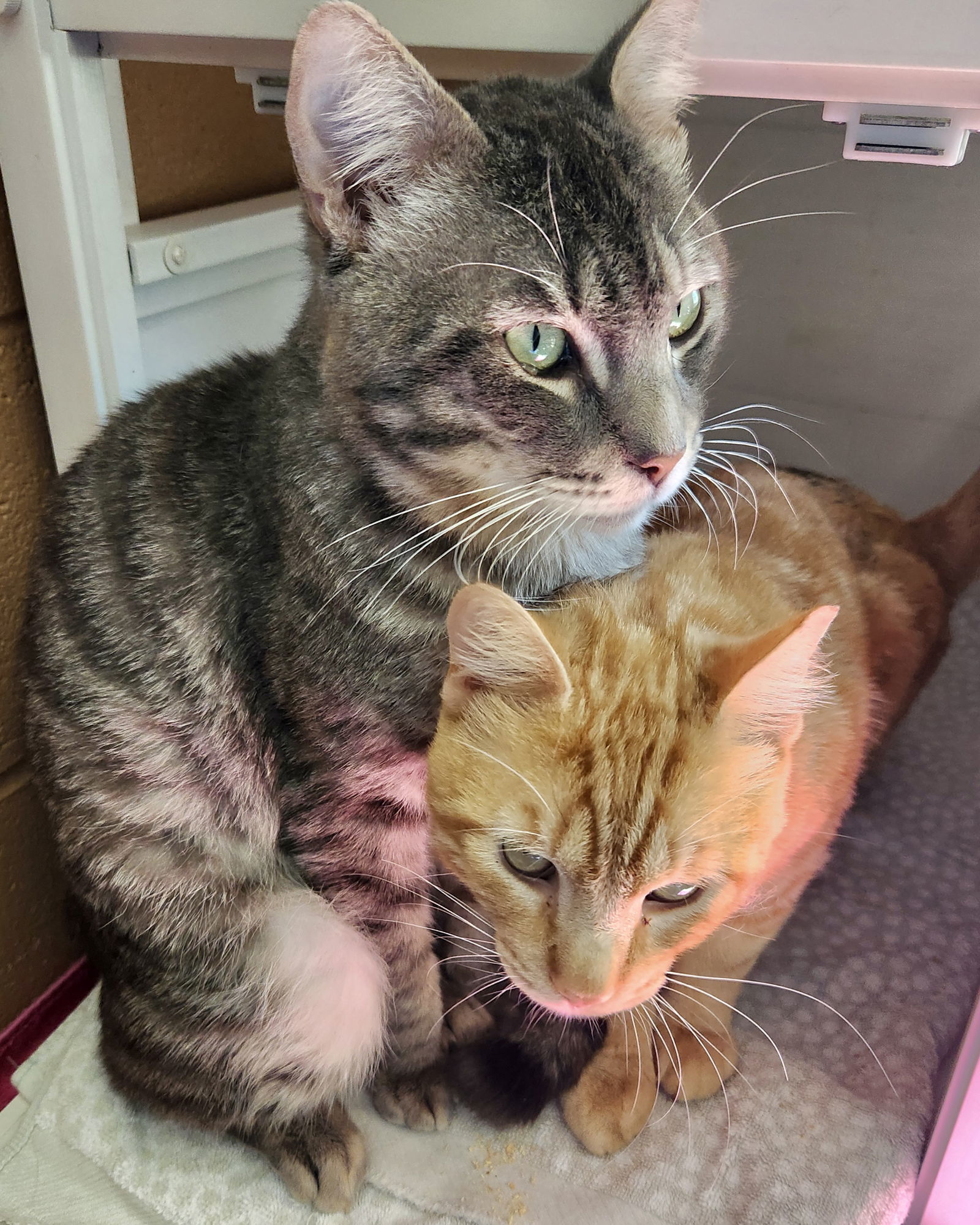 Monster Truck(Bonded with Stripe)