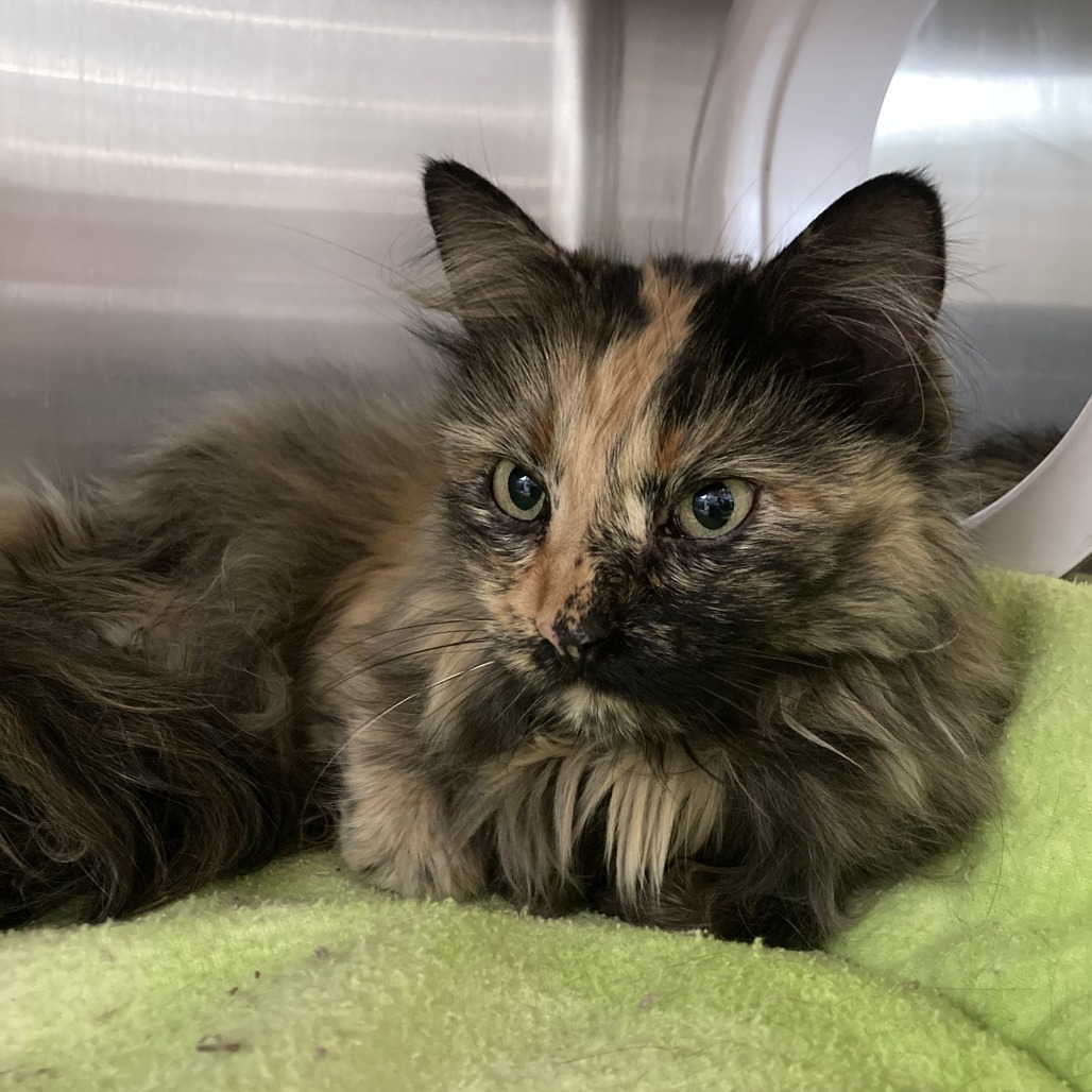 Chewy is at Petsmart GJ