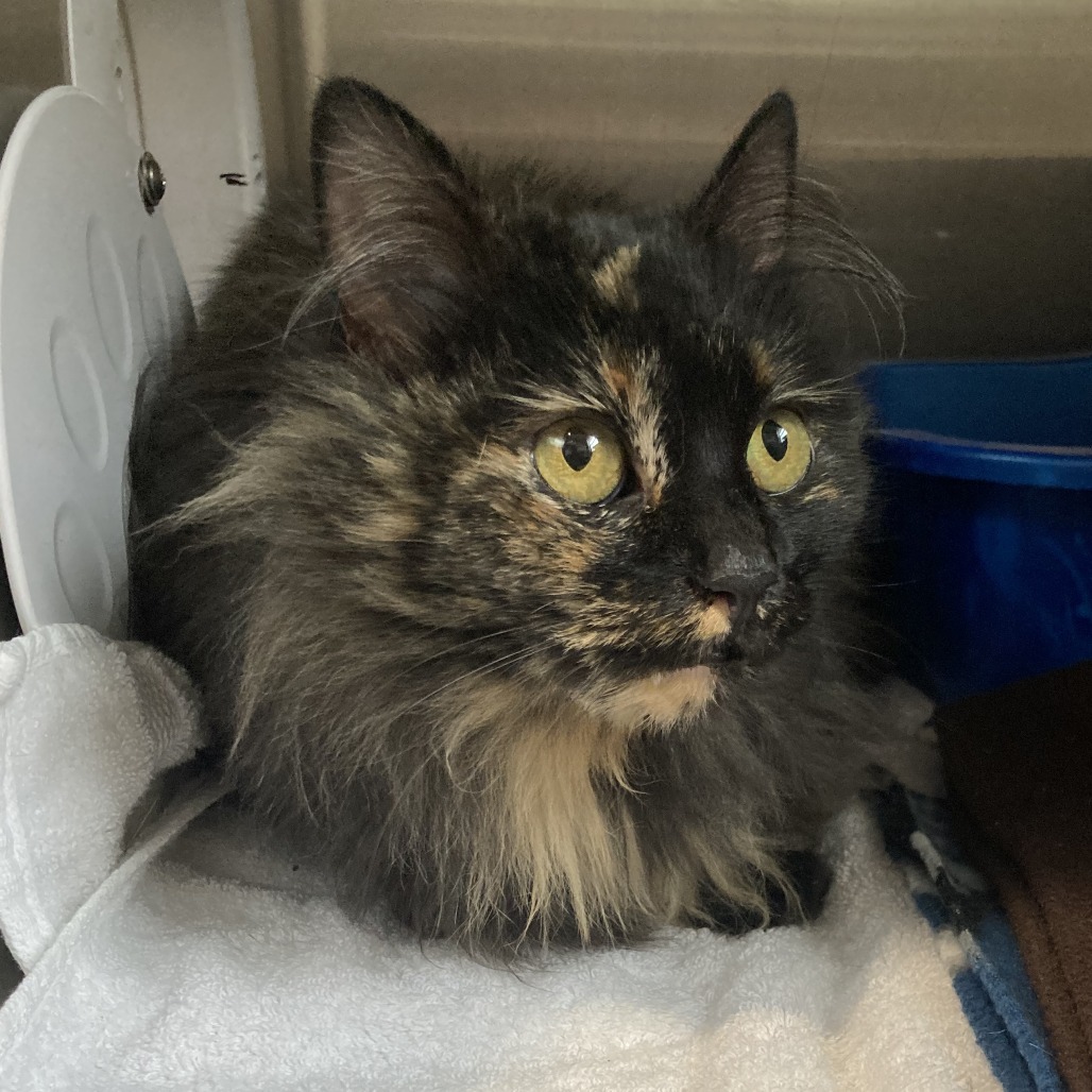 Zen is at Petsmart in Grand Junction