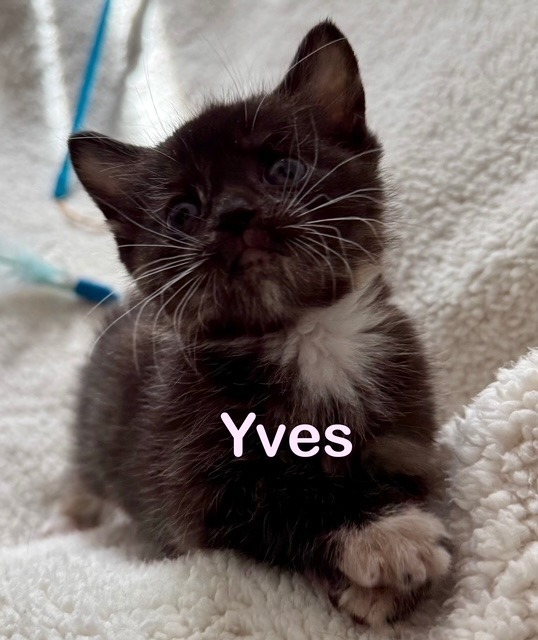 YVES Kitten (f)