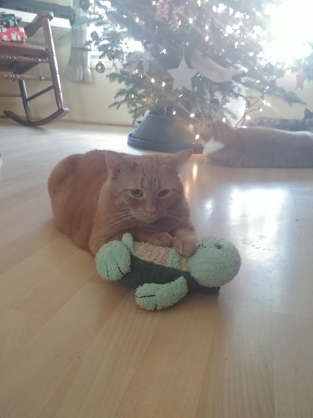 Nala