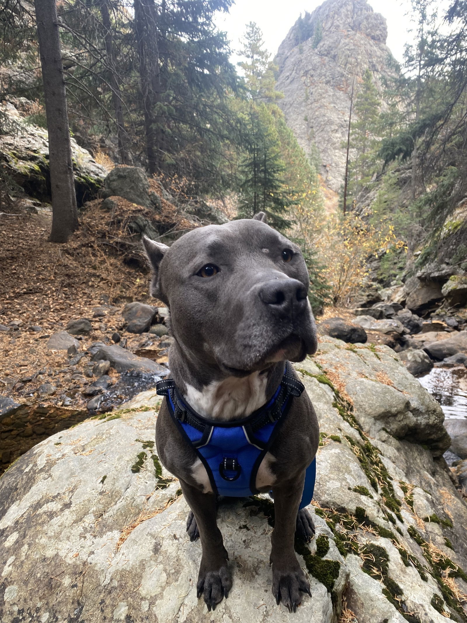 Otis