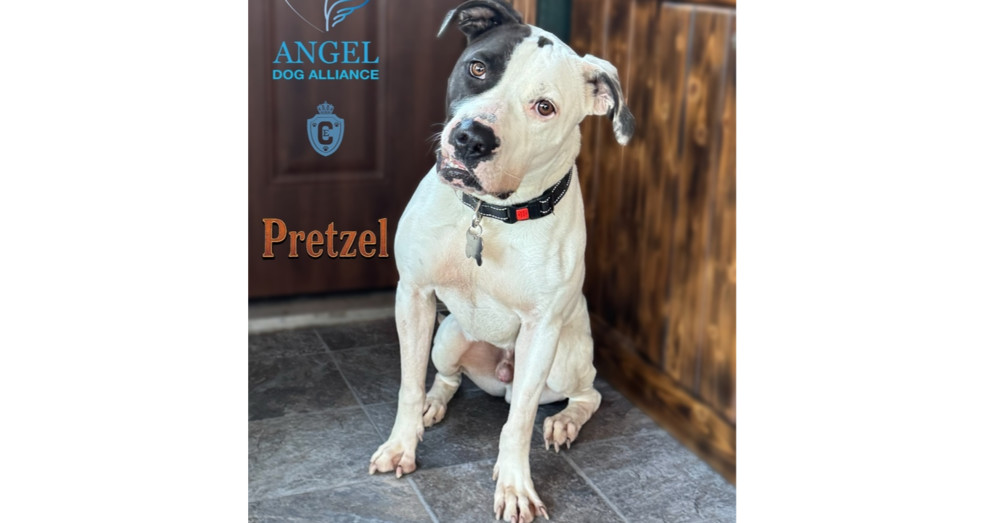 Pretzel, an adoptable Pit Bull Terrier in Kronenwetter, WI, 54455 | Photo Image 1
