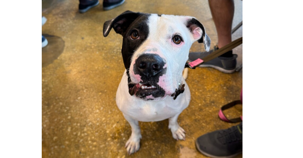Pretzel, an adoptable Pit Bull Terrier in Kronenwetter, WI, 54455 | Photo Image 2