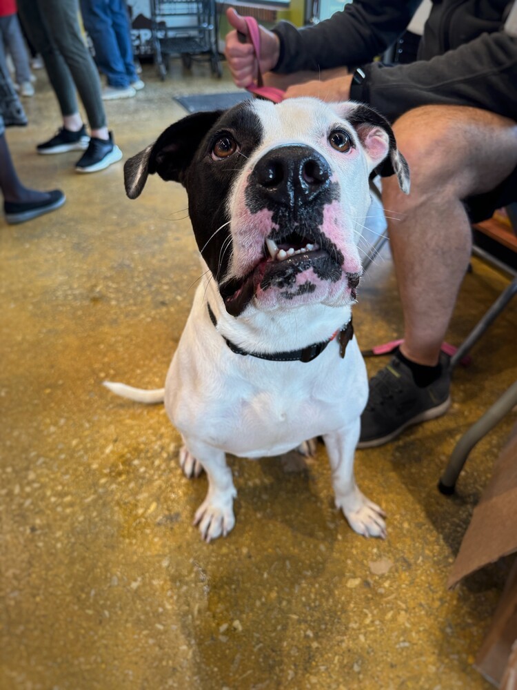 Pretzel, an adoptable Pit Bull Terrier in Kronenwetter, WI, 54455 | Photo Image 3