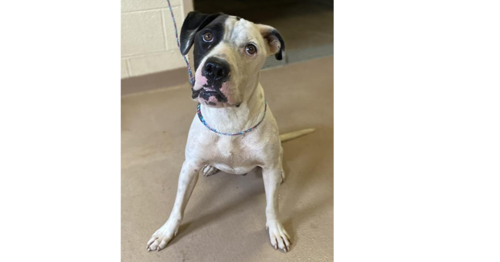 Pretzel, an adoptable Pit Bull Terrier in Kronenwetter, WI, 54455 | Photo Image 4