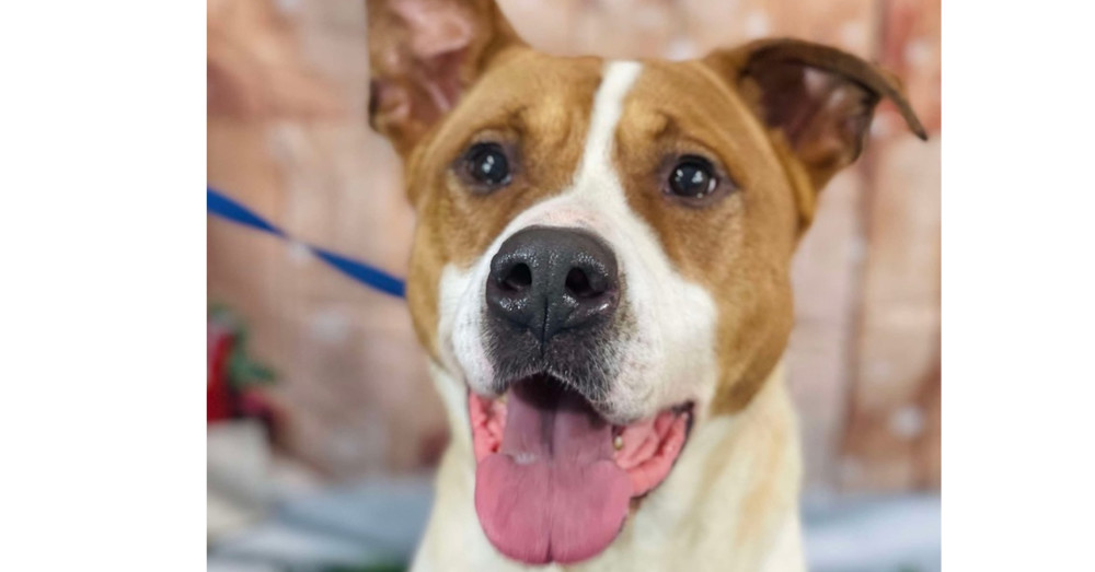Toffee, an adoptable Mixed Breed in Kronenwetter, WI, 54455 | Photo Image 1