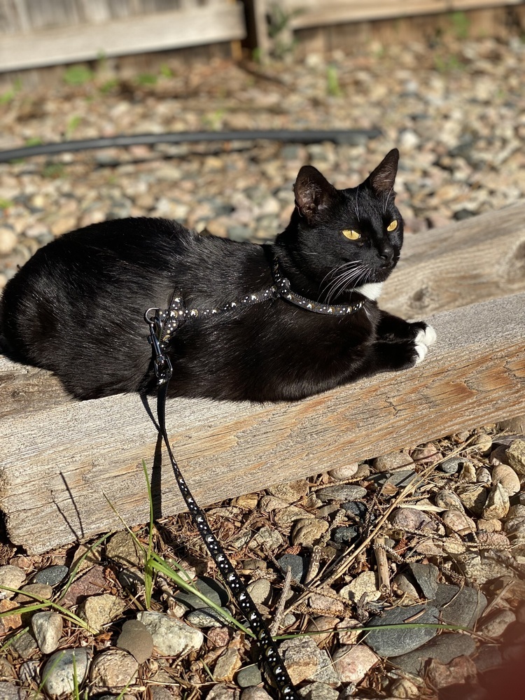 Precious, an adoptable Domestic Short Hair in Fort collins, CO, 80526 | Photo Image 1
