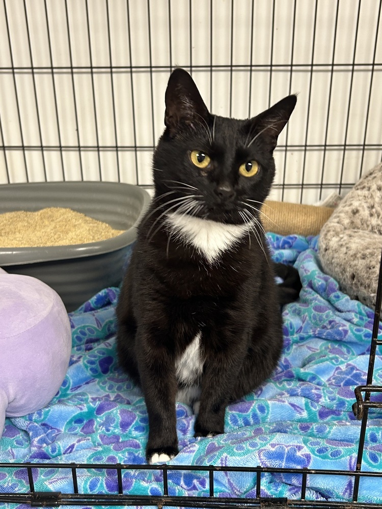 Precious, an adoptable Domestic Short Hair in Fort collins, CO, 80526 | Photo Image 1