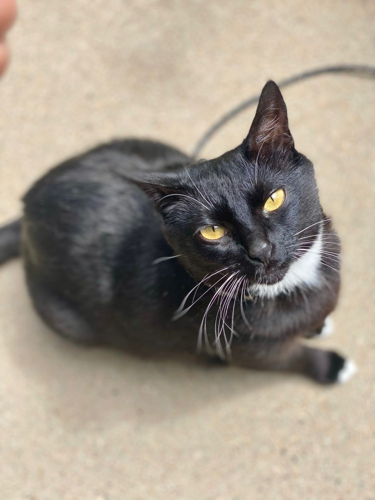 Precious, an adoptable Domestic Short Hair in Fort collins, CO, 80526 | Photo Image 2