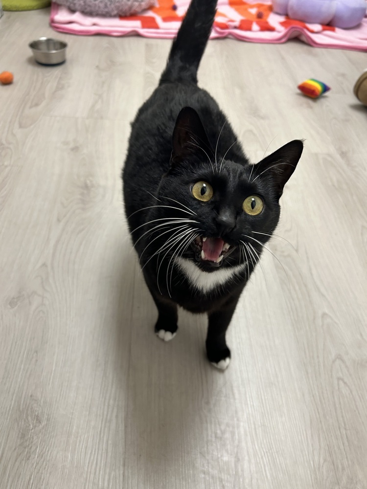 Precious, an adoptable Domestic Short Hair in Fort collins, CO, 80526 | Photo Image 2