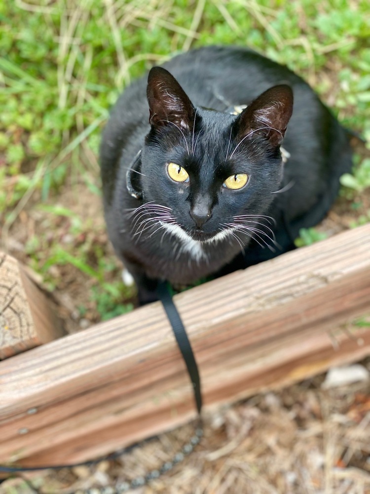 Precious, an adoptable Domestic Short Hair in Fort collins, CO, 80526 | Photo Image 3