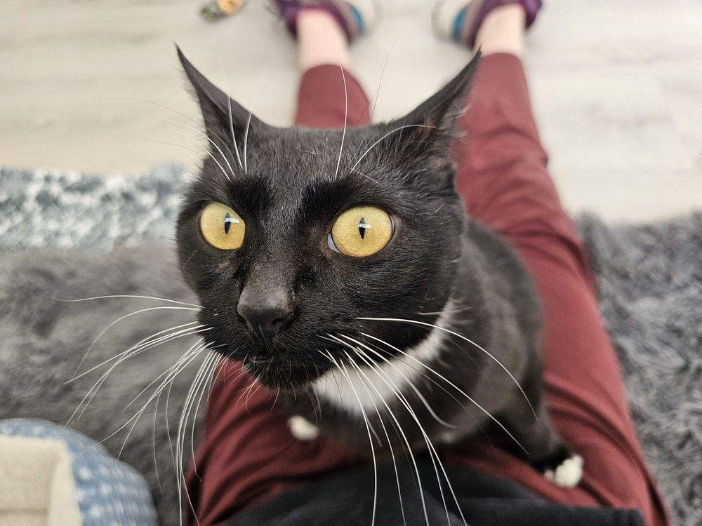 Precious, an adoptable Domestic Short Hair in Fort collins, CO, 80526 | Photo Image 3