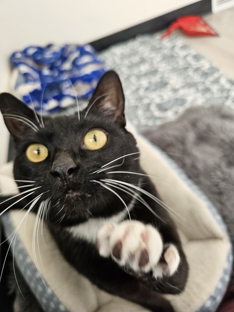 Precious, an adoptable Domestic Short Hair in Fort collins, CO, 80526 | Photo Image 4