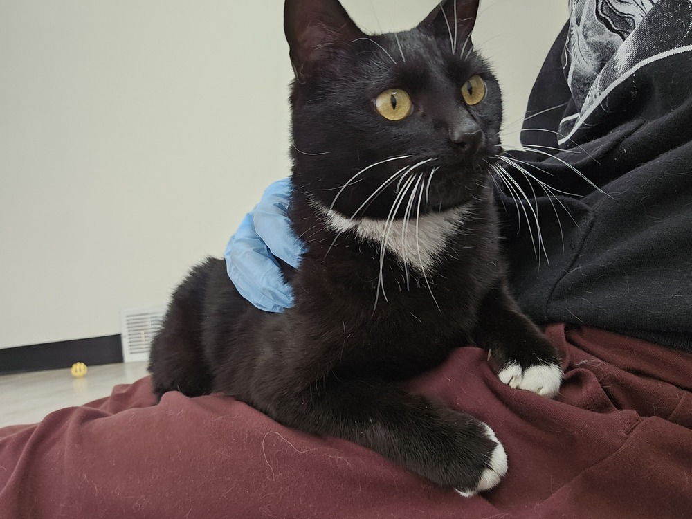 Precious, an adoptable Domestic Short Hair in Fort collins, CO, 80526 | Photo Image 5