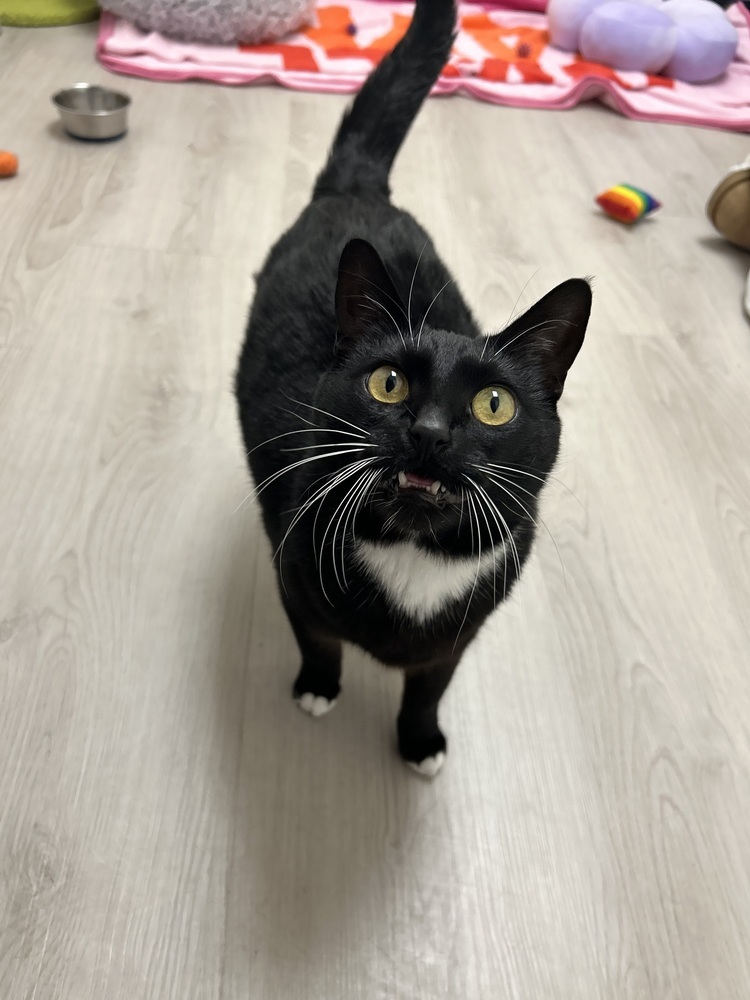 Precious, an adoptable Domestic Short Hair in Fort collins, CO, 80526 | Photo Image 6