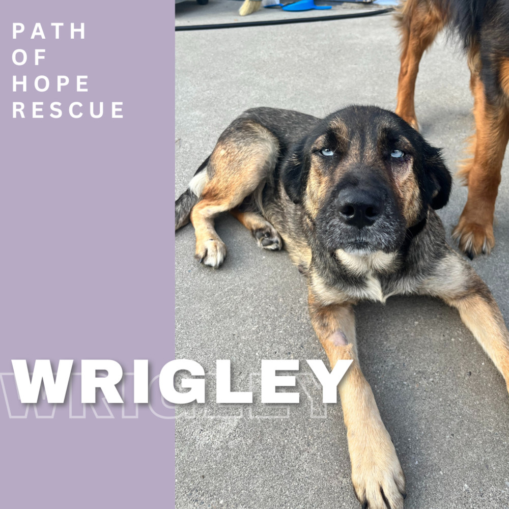 Wrigley