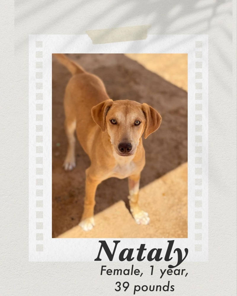 Nataly