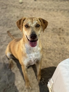Nataly, an adoptable Vizsla, Labrador Retriever in Puerto Penasco, SON, 83550 | Photo Image 1