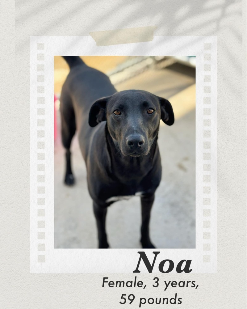 Noa