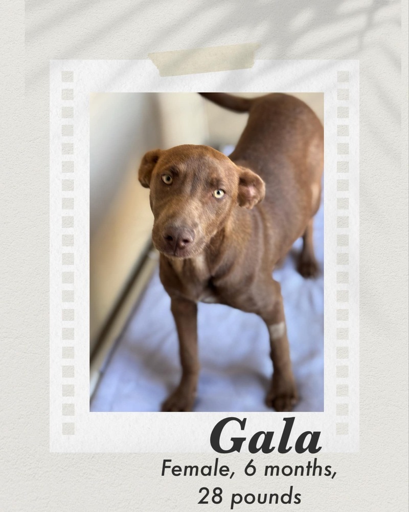 Gala