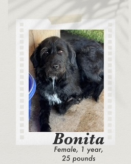 Bonita