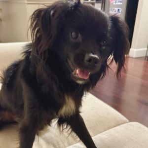 Tullie is a one-year-old Pomeranian mix thats approx 13 bundle of love whos patiently waiting 