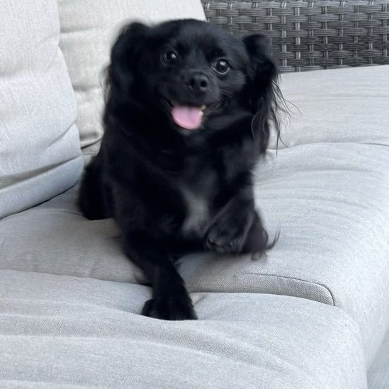 Tullie