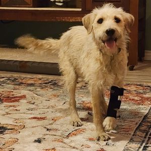 Meet Sharlene Sharlene is a small but mighty Terrier puppy with a heart full of love and resilience