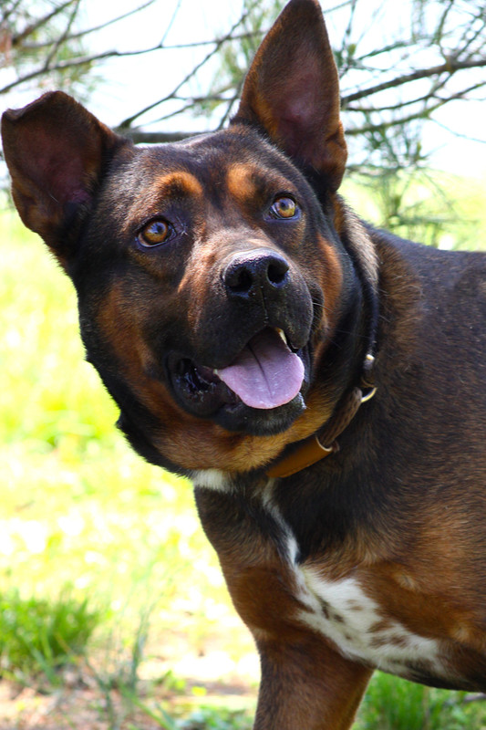 Otis
