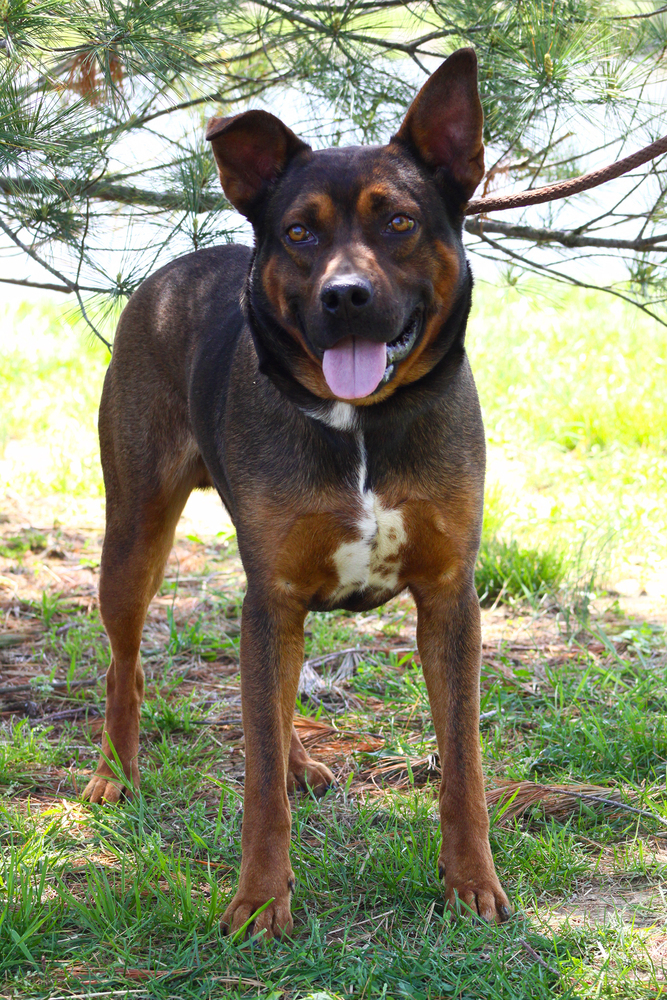 Otis